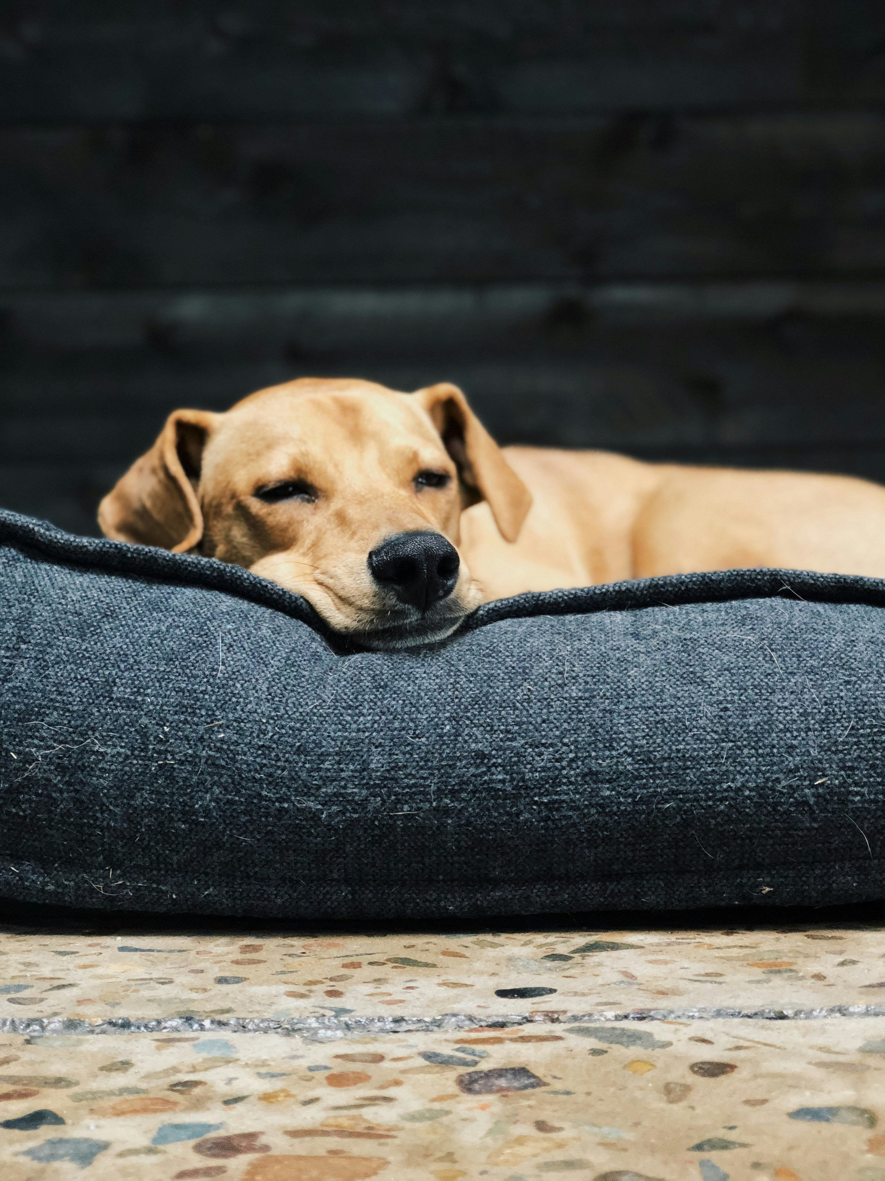 Orthopedic Dog Bed